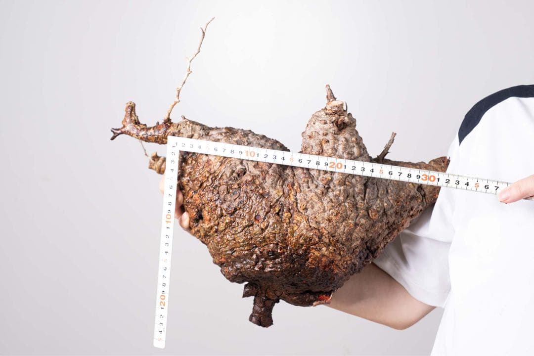 KP103 オペルクリカリア パキプス コーデックス ベアルート株　枝カット済み