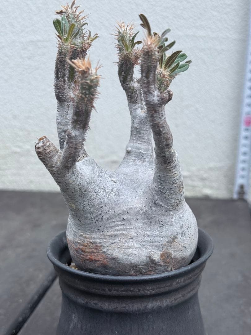 25/5/30出品 パキポディウムグラキリス(現地球) マカイエンセ　セット