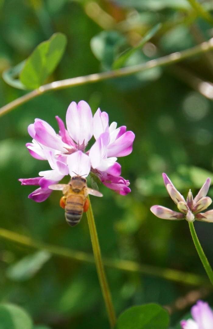 はちみつ　日本蜜蜂のハチミツ　奥山の奥の蜂蜜と花粉入りハチミツ