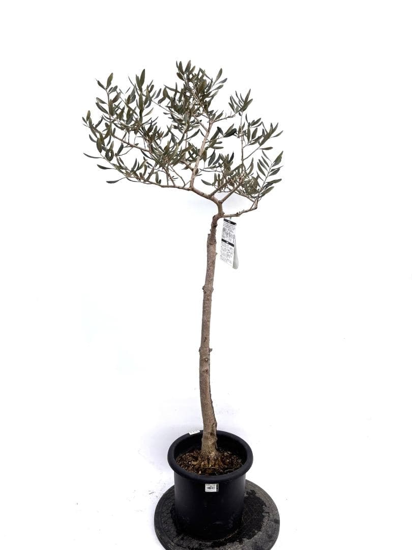 オリーブの木　ハーディーズマンモス　8号　約130cm　K-237　希少　現品