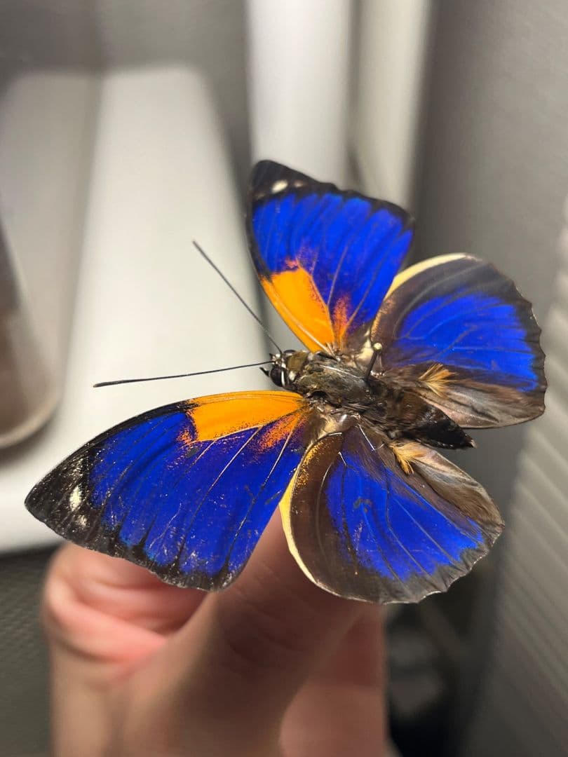 アグリアスファルキドンフルニエラ♂ ペリクレスミイロタテハ 蝶標本