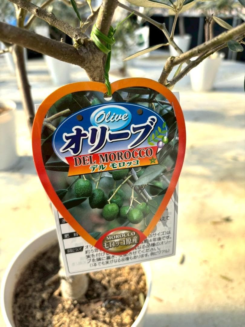 オリーブの木　デルモロッコ　8号　約120cm　K-323　希少品種　現品掲載