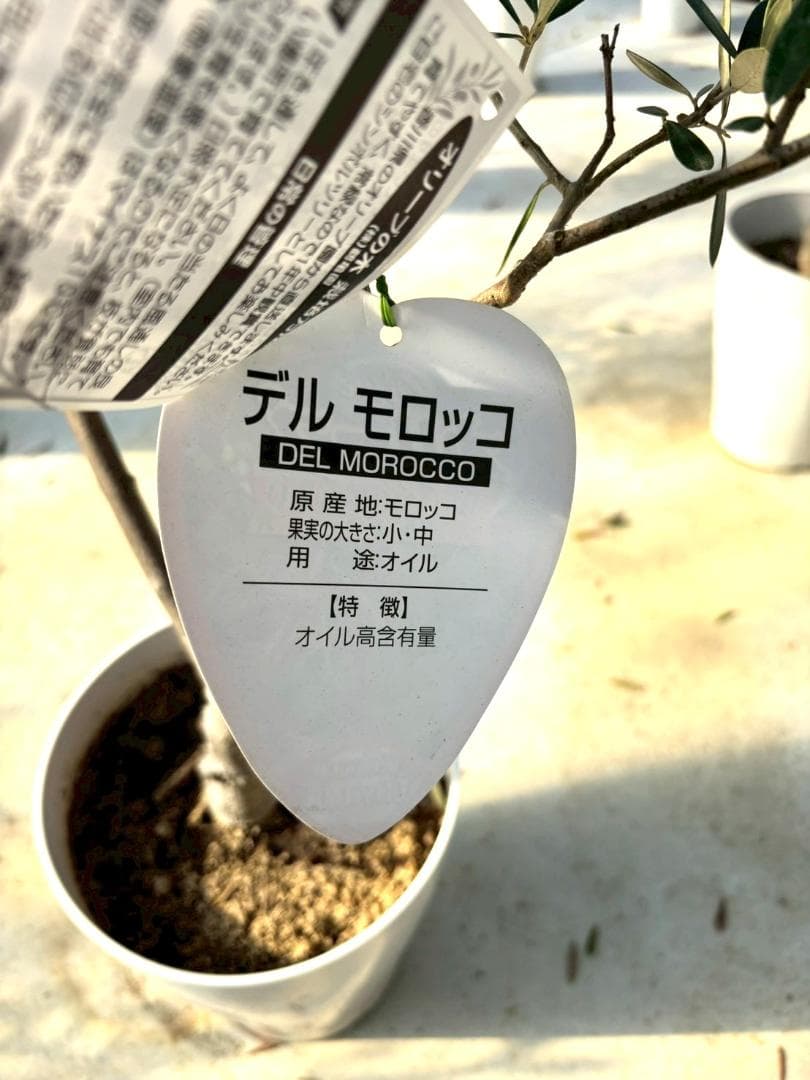 オリーブの木　デルモロッコ　8号　約120cm　K-323　希少品種　現品掲載