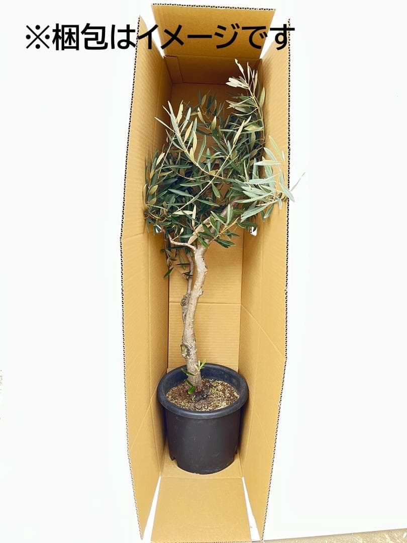 オリーブの木　デルモロッコ　8号　約120cm　K-323　希少品種　現品掲載