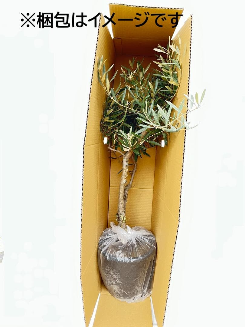 オリーブの木　デルモロッコ　8号　約120cm　K-323　希少品種　現品掲載