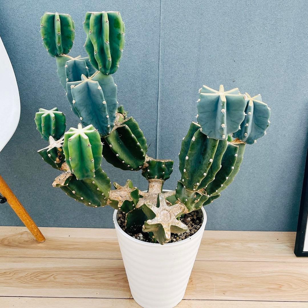 ［現品］16番　柱サボテン　鬼面角 ブランチ　8号　多肉植物　おしゃれ　人気
