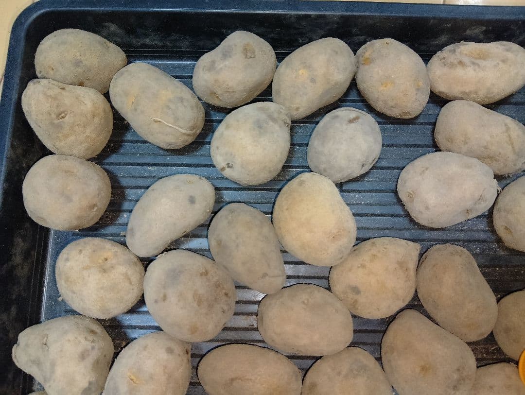 10kg m134 インカのめざめ 種芋