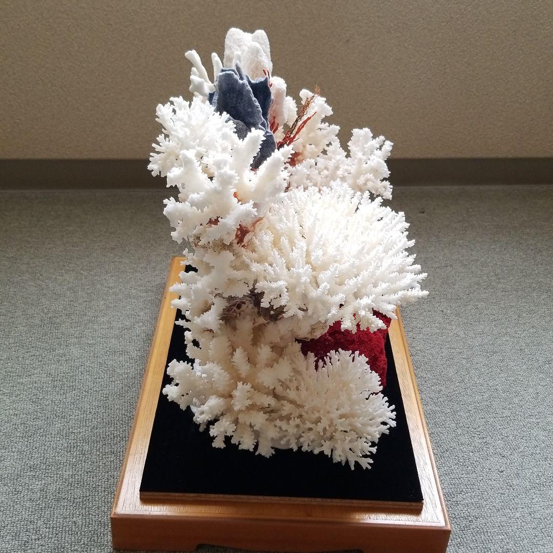 珊瑚置物
