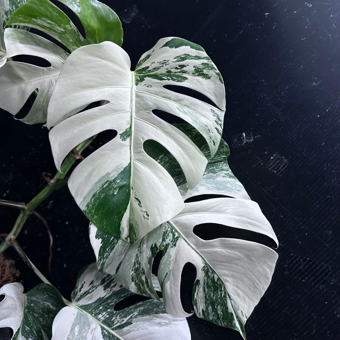 タ*子様 斑入りモンステラ ホワイトタイガー極美大株64cm白斑多