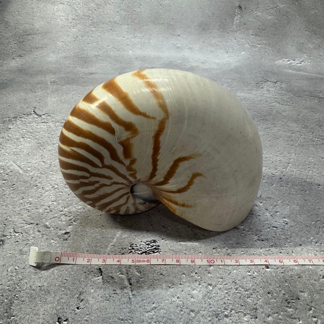 オウムガイ 珊瑚 他 貝殻コレクションセット 16点