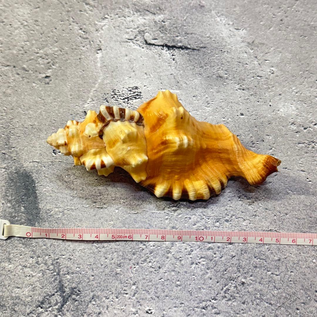 オウムガイ 珊瑚 他 貝殻コレクションセット 16点