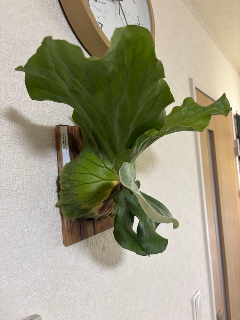 ビカクシダ アンゴレンセ エレファントティス