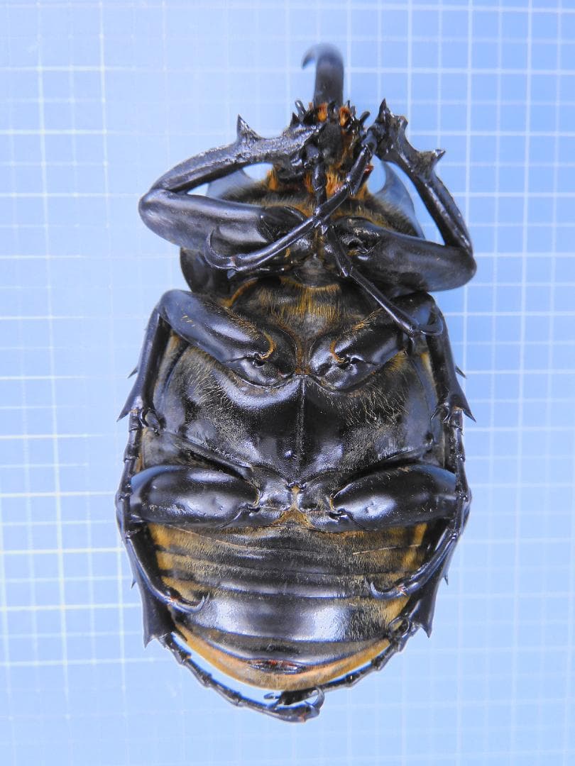 コロンビア産　ラミレスゾウカブト　89mm