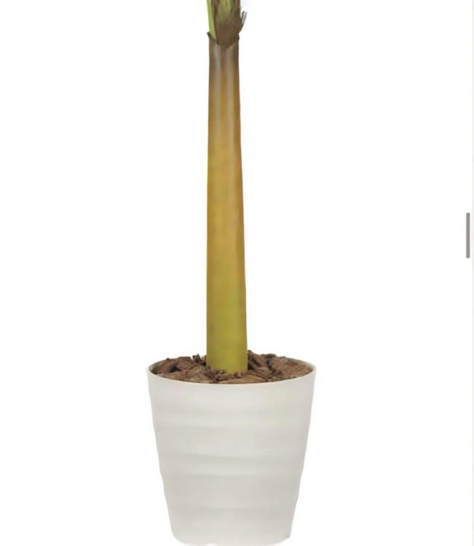 光触媒　人工観葉植物　ウォールグリーン　フェイクグリーン　特大バナナタワー