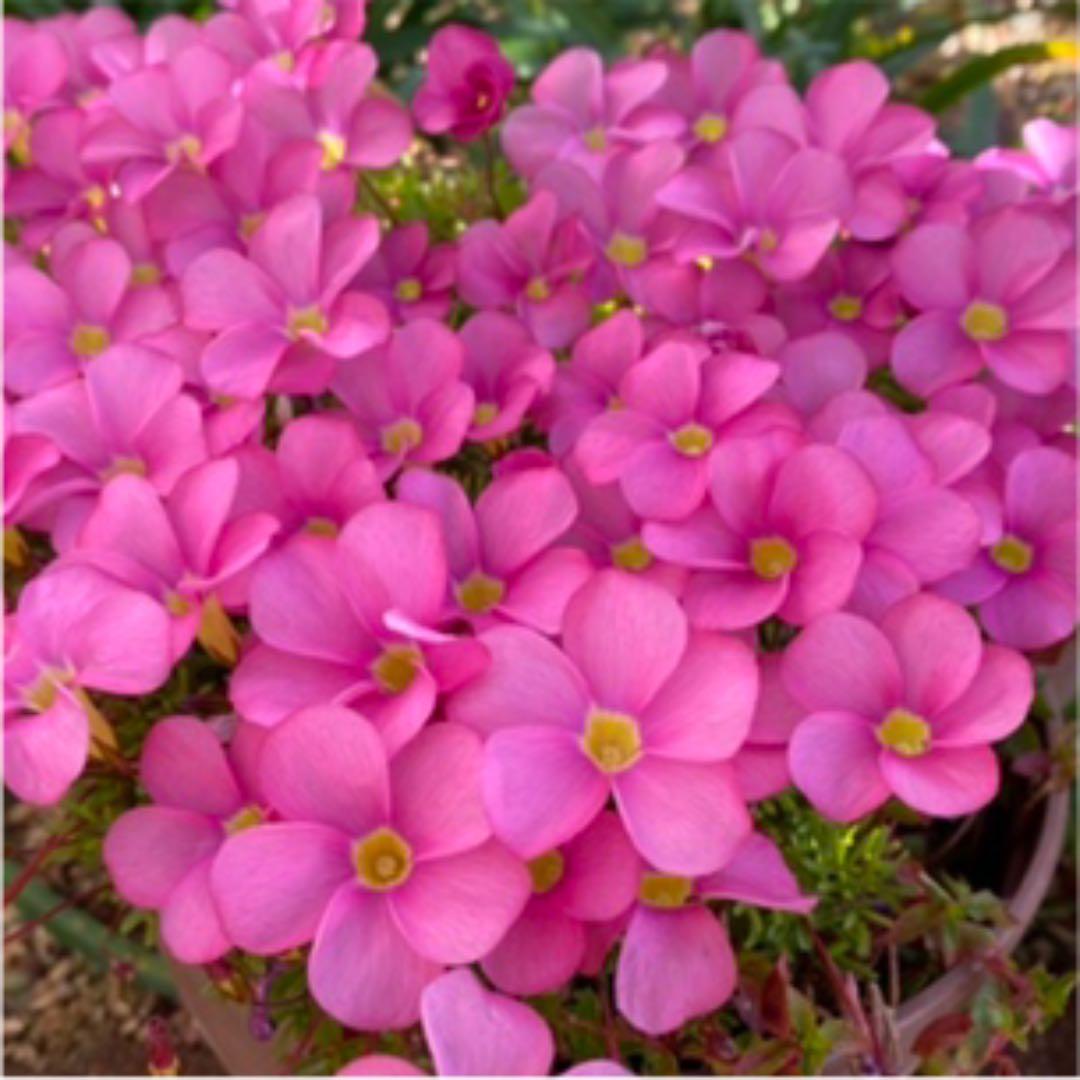 オキザリス　桃の輝き