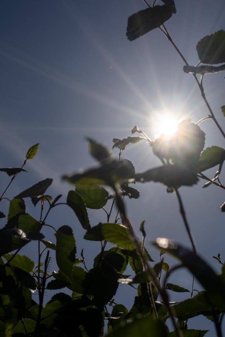 ライカの標準！Leica Elmar 50mm F2.8 オールドレンズ