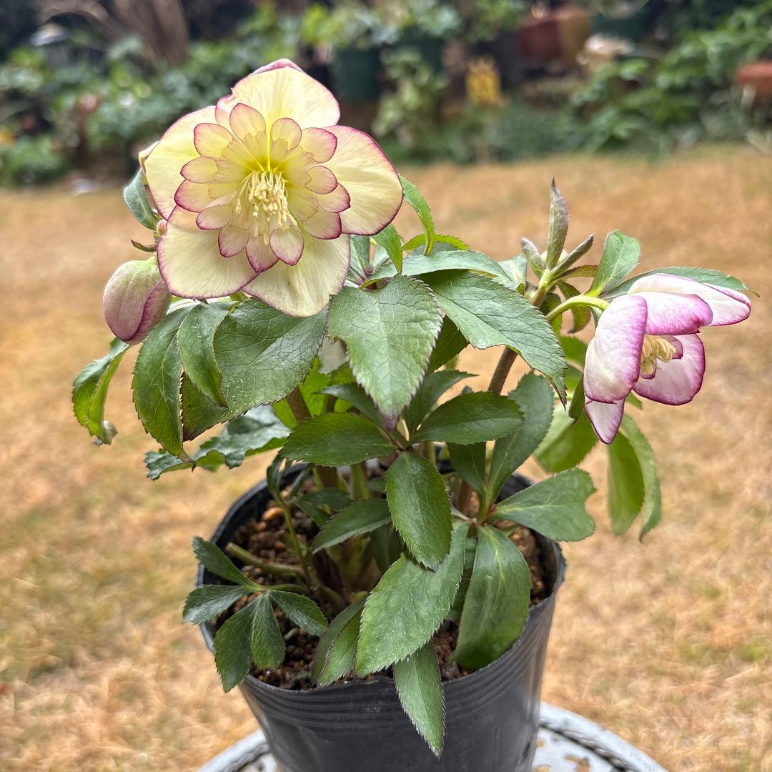 n*a様 クリスマスローズ 開花株☆