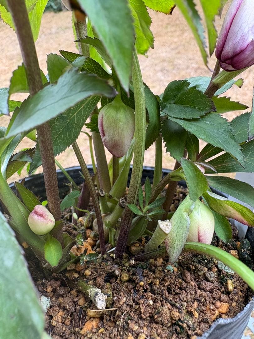 n*a様 クリスマスローズ 開花株☆