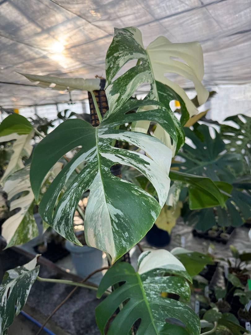 AB3モンステラ　ボルギシアナ　アルボ　白斑入り　鉢モスポール付き　高100cm