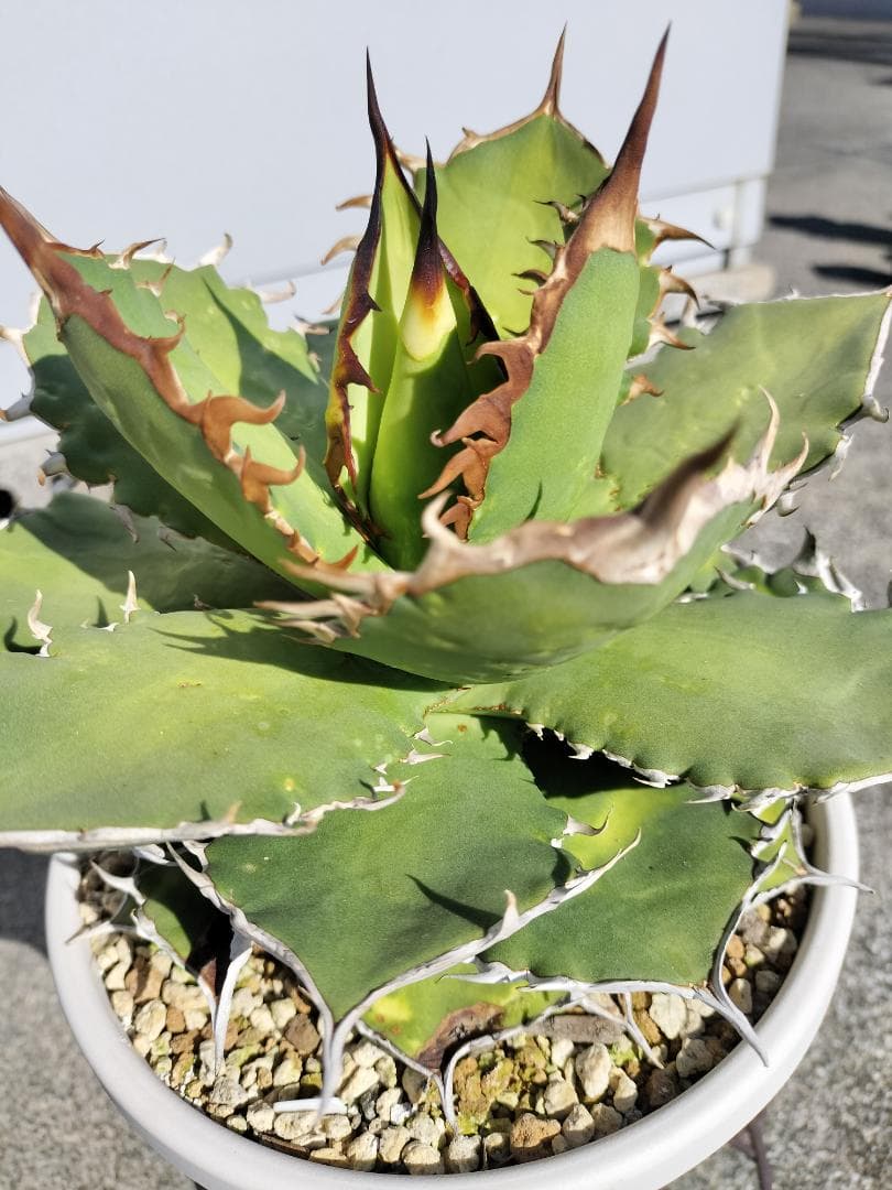 アガベ　チタノタ　シャークソード　鯊魚劍