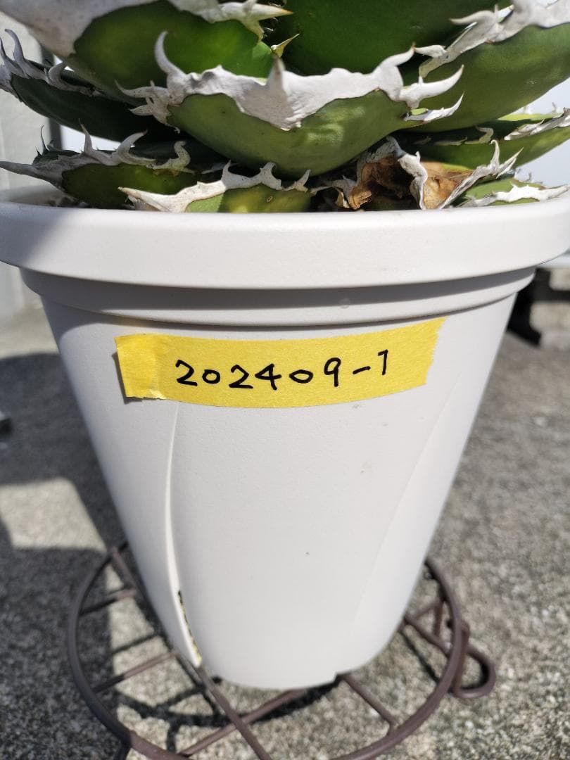 アガベ　チタノタ　シャークソード　鯊魚劍