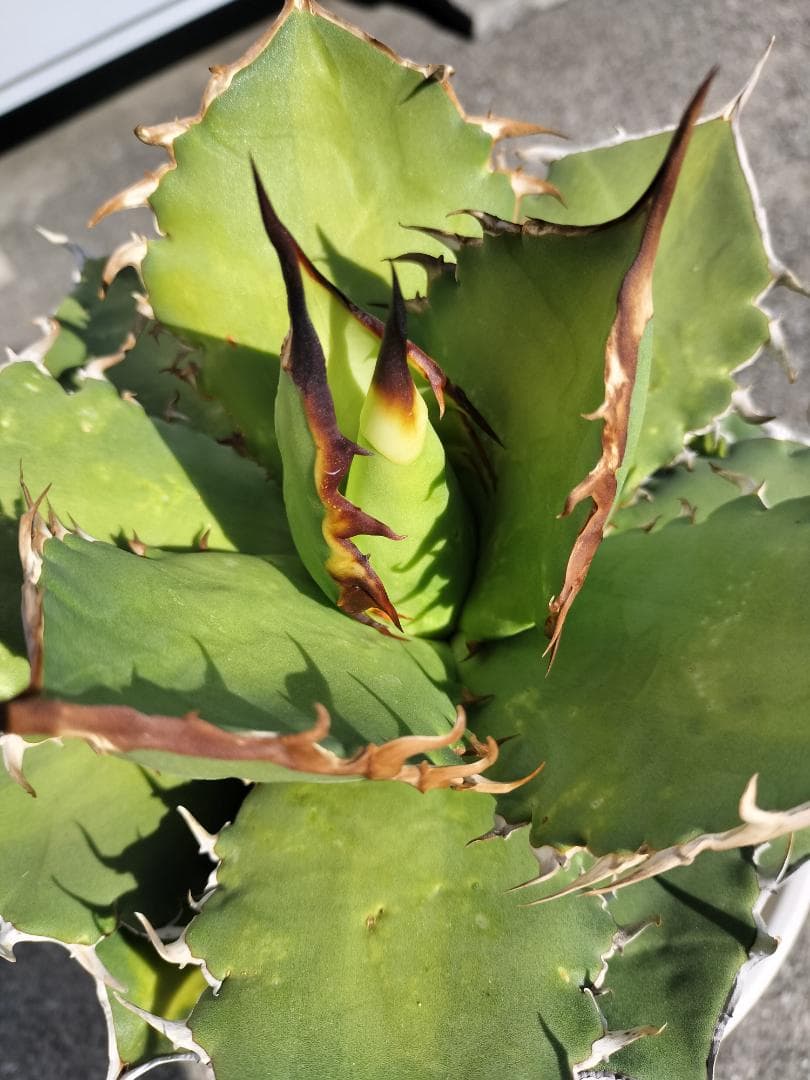 アガベ　チタノタ　シャークソード　鯊魚劍