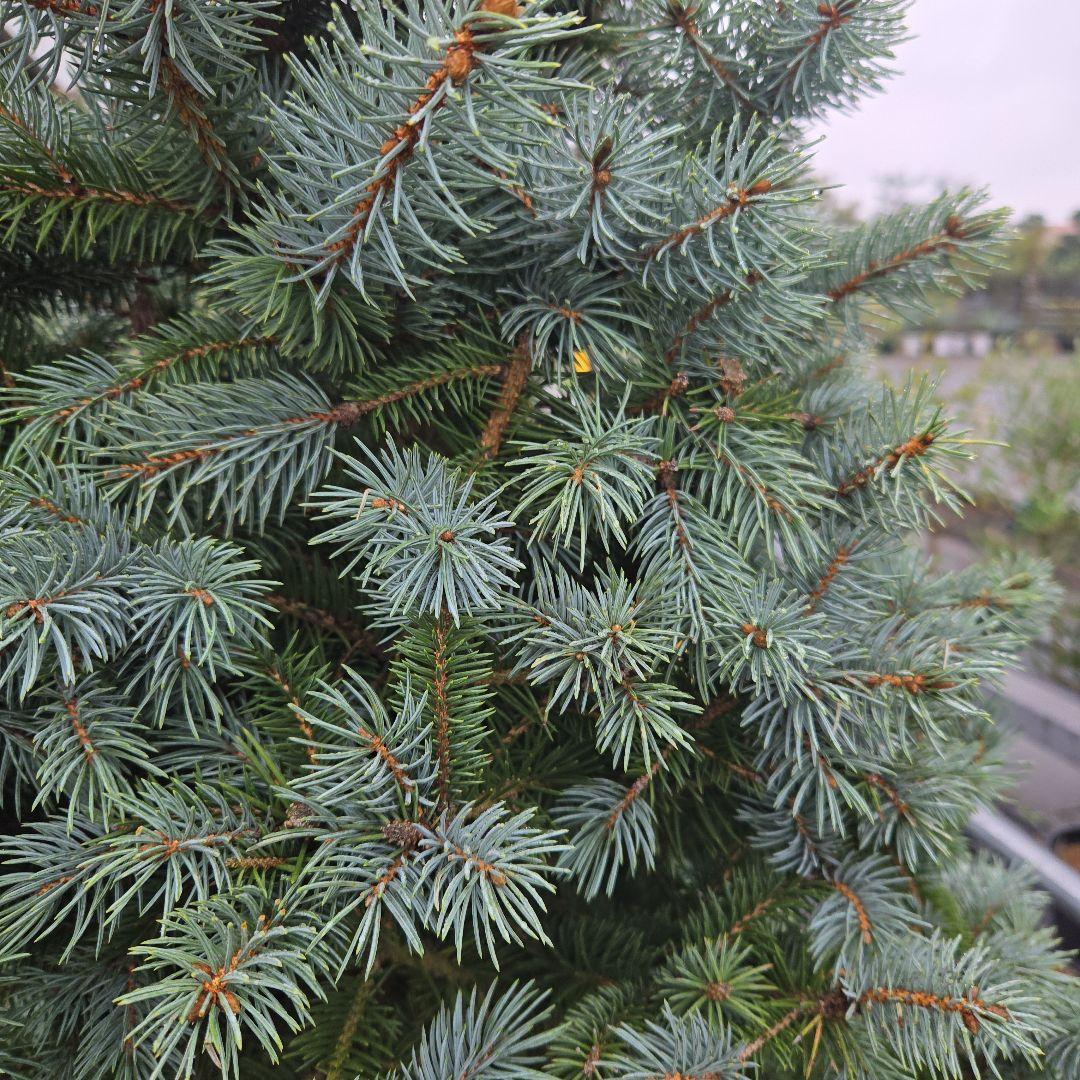 shirou34プンゲンス　トウヒ　スーパーブルー　特大苗木最高等級