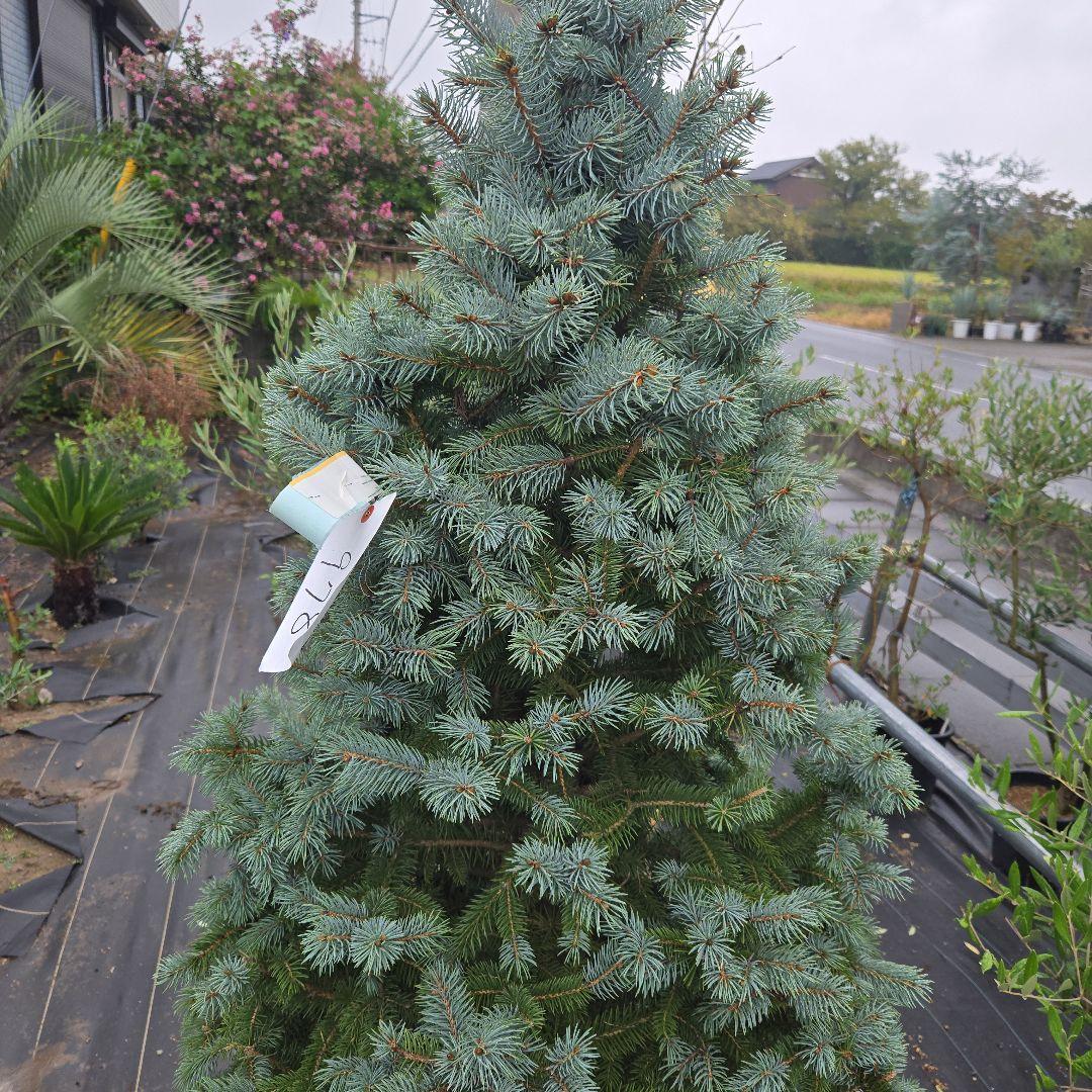 shirou34プンゲンス　トウヒ　スーパーブルー　特大苗木最高等級