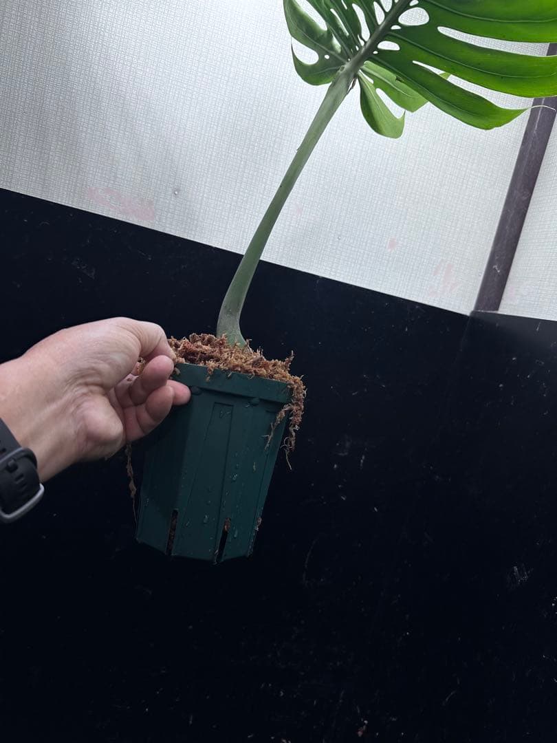 し*お様 モンステラデリシオーサマクロコズム超希少系統鉢植え58㎝