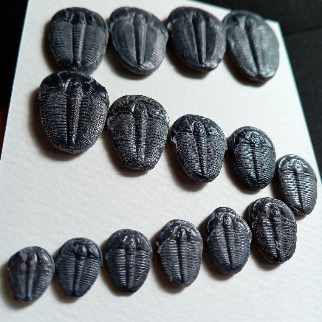化石標本　三葉虫　エルラシア 完全体　15体