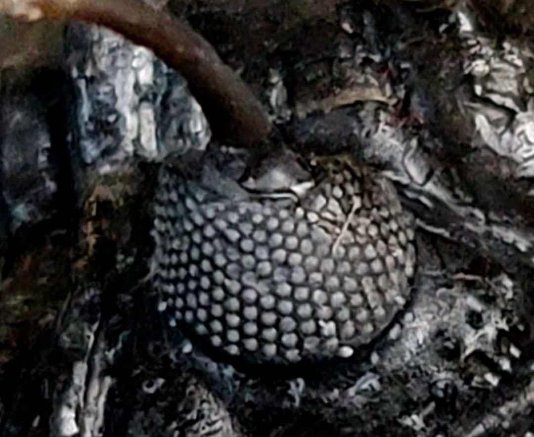 トゲトゲ！三葉虫【Walliserops lindoei】化石 モロッコ