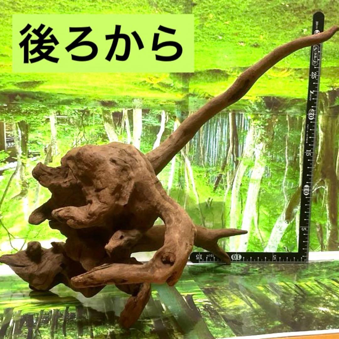 モスキート4点 天然水槽用流木