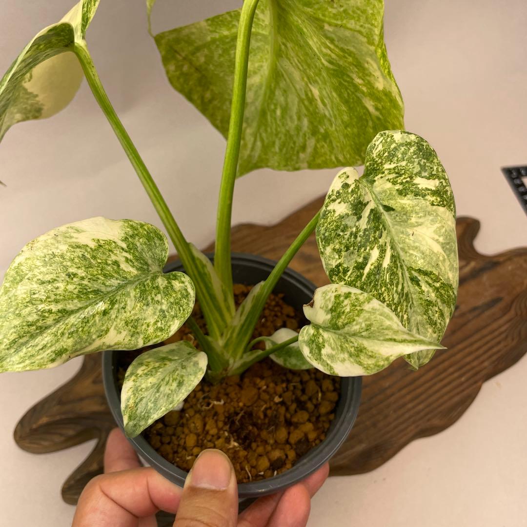 ぅ*ち様 a02モンステラ　デリシオーサ　レガシー　斑入り