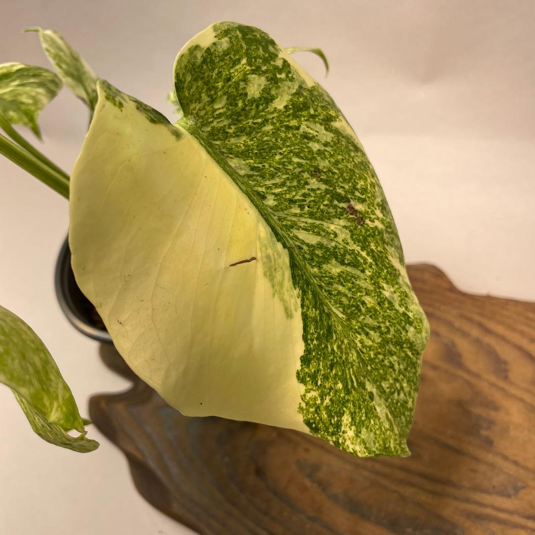 ぅ*ち様 a02モンステラ　デリシオーサ　レガシー　斑入り