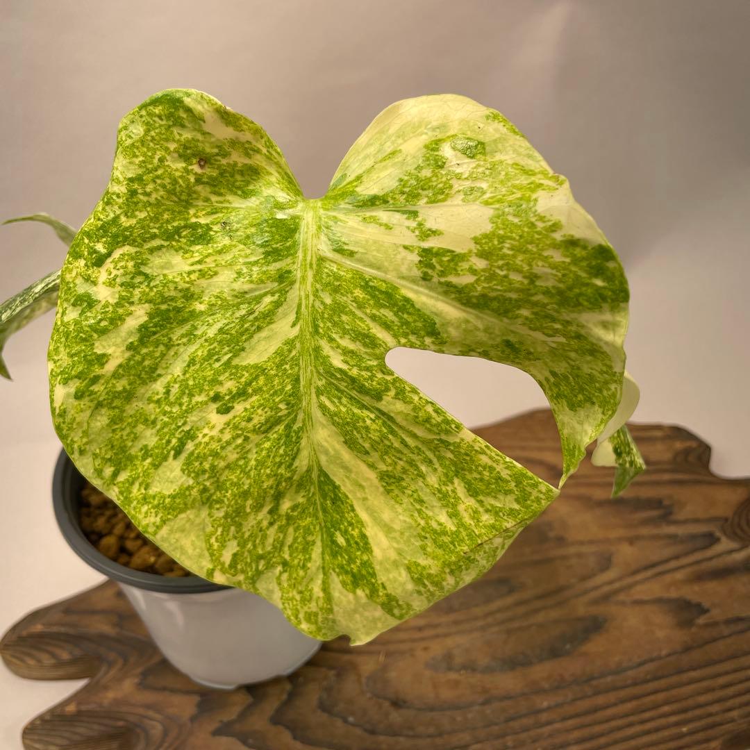 ぅ*ち様 a02モンステラ　デリシオーサ　レガシー　斑入り