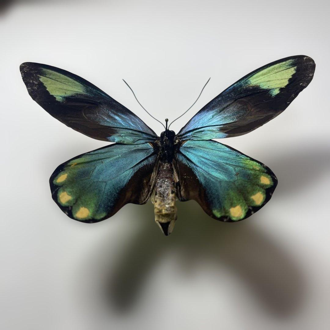 ビクトリアトリバネアゲハ　珍品