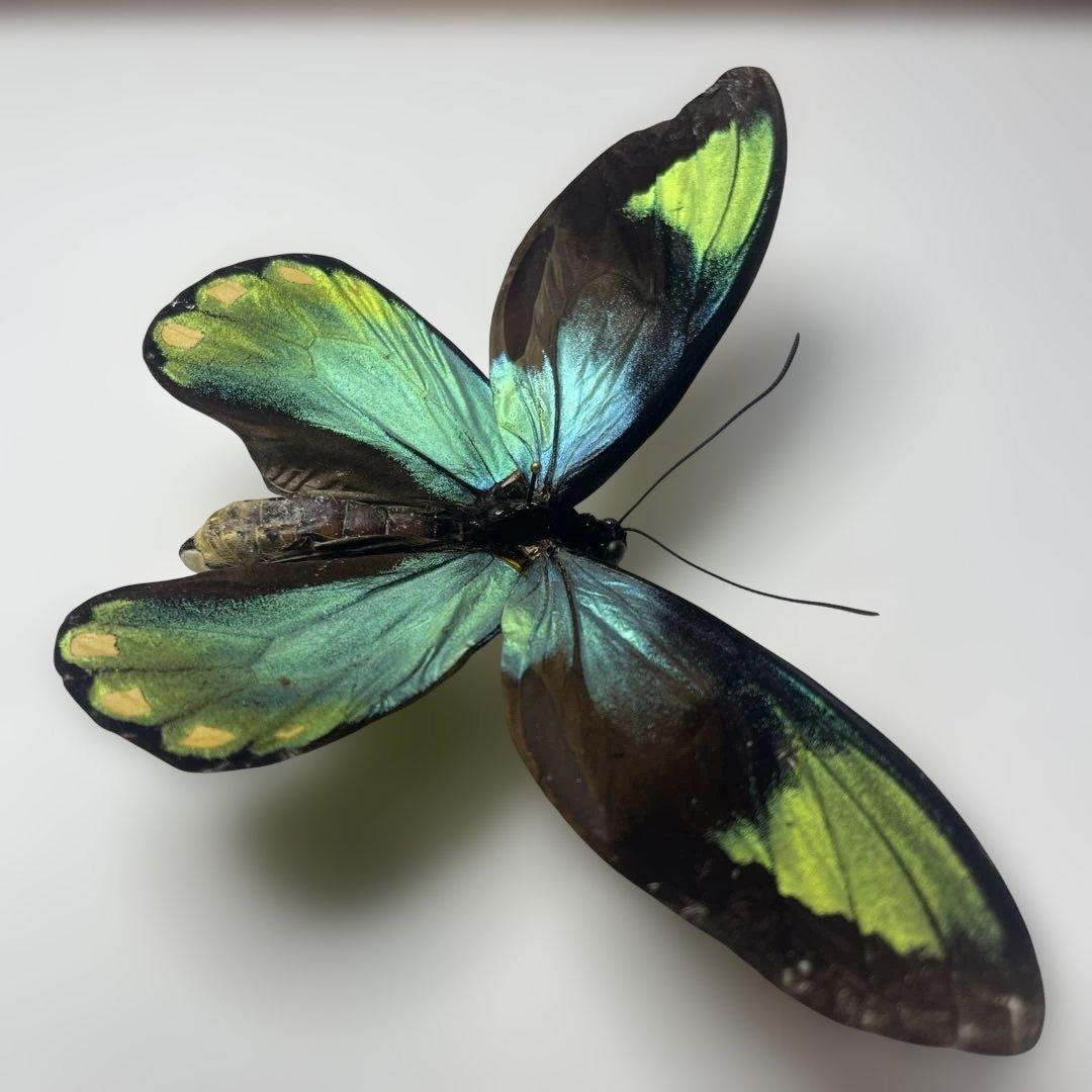 ビクトリアトリバネアゲハ　珍品