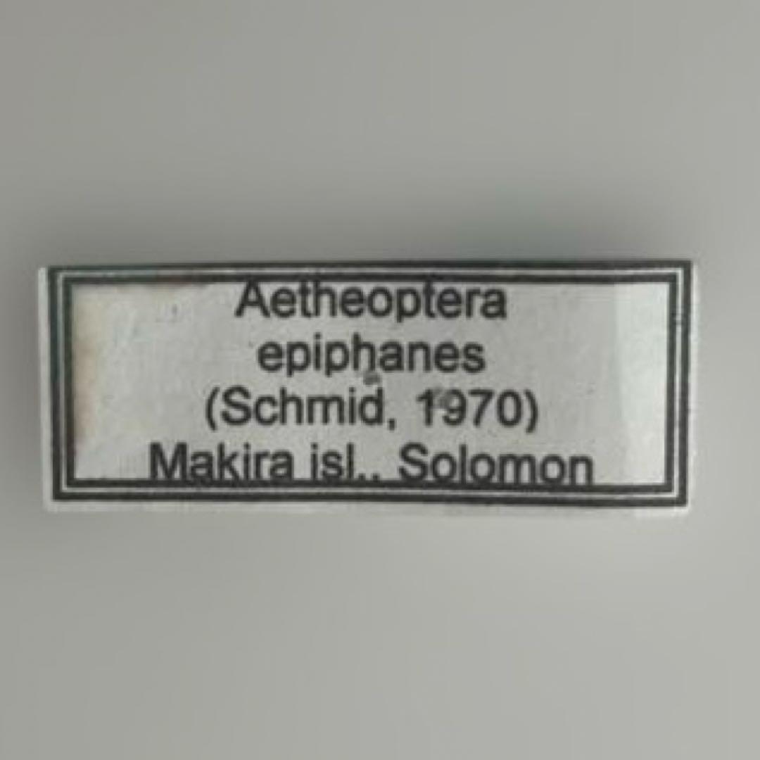 ビクトリアトリバネアゲハ　珍品