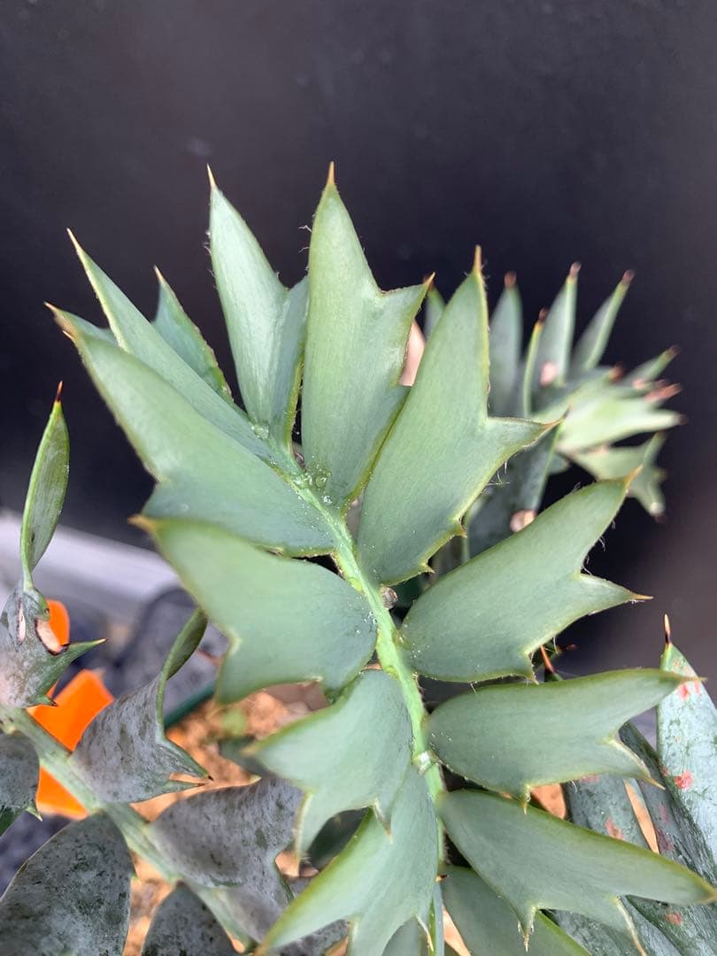 【南ア産・発根済】エンセファラルトス・ホリダス 「ドワーフ」｜No3-41