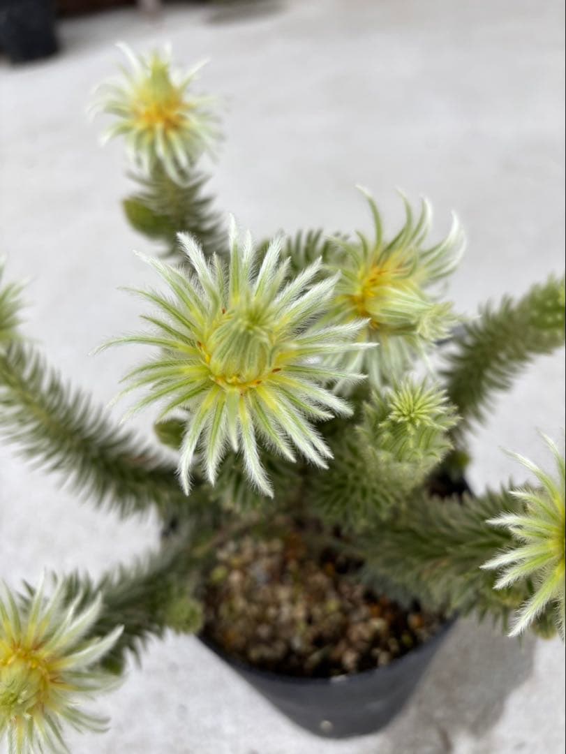 フィリカプベッセンスワフトフェザー　2