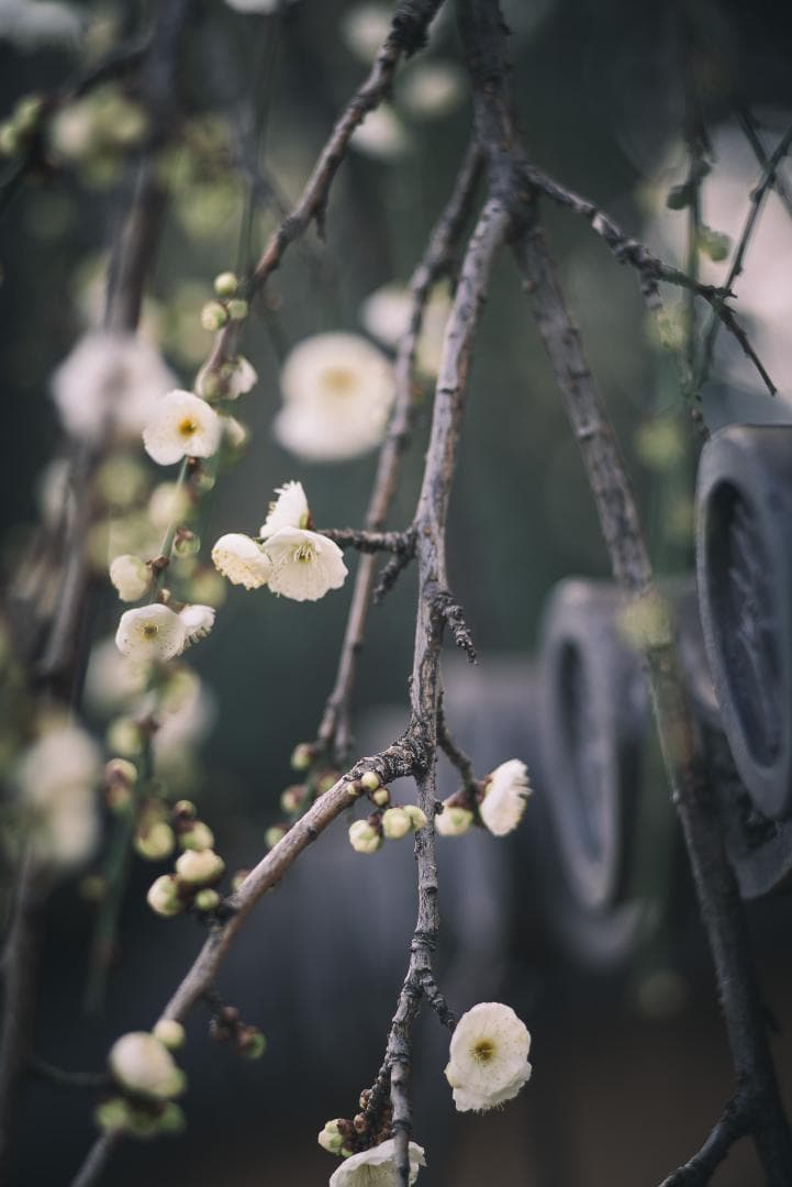 大口径メガネ付き望遠！Leica Elmarit 135mm F2.8 2nd