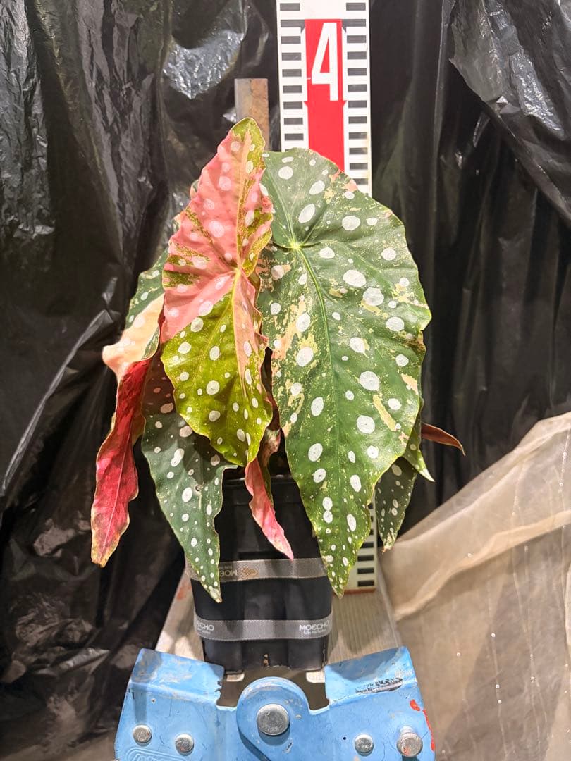 特大株葉数15枚 ベゴニアマクラータ 極上美斑入り