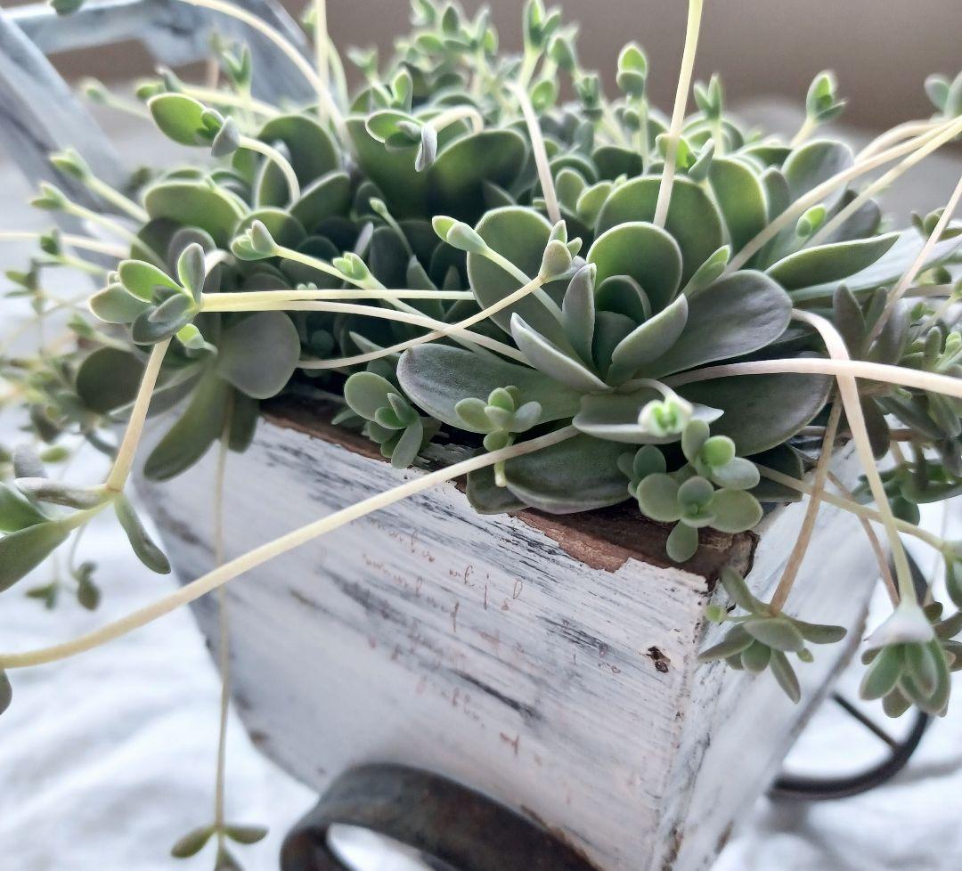 多肉植物 子持ち蓮華 荷車入り