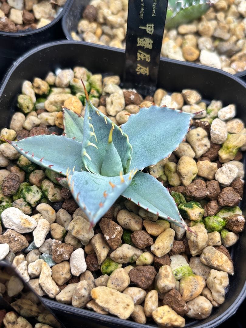 甲蟹屈原 子株 発根剤 青葉 陽炎 狂刺 連刺 ハイブリッド ⑤