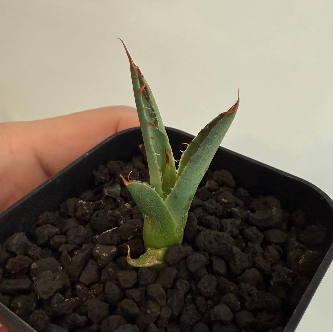 アガベ チタノタ BB × ネバデンシス hyb 子株【強ウネリ・青葉・黒鋸歯】