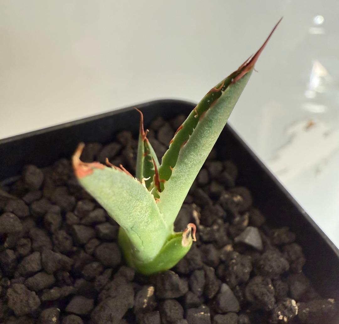 アガベ チタノタ BB × ネバデンシス hyb 子株【強ウネリ・青葉・黒鋸歯】