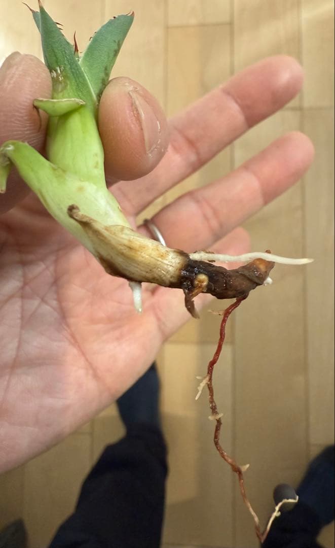 アガベ チタノタ BB × ネバデンシス hyb 子株【強ウネリ・青葉・黒鋸歯】