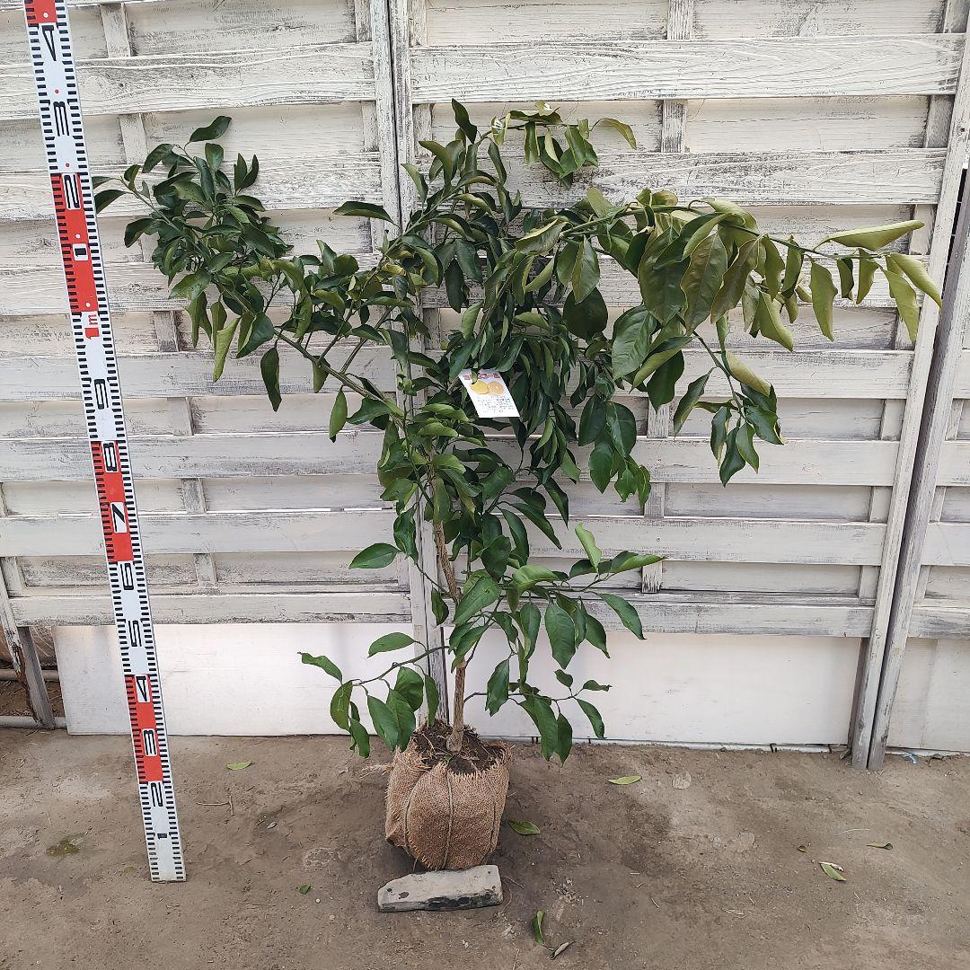 ひい出品 日南N1 極早生 5年生 苗木 結実実績あり！