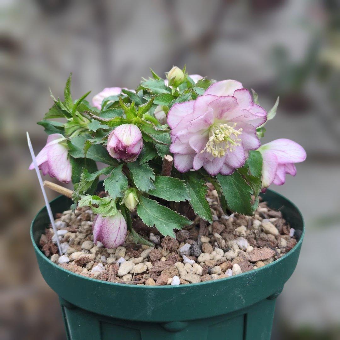 大木ナーセリー❤️ クリスマスローズ❤️ いろは交配❤️