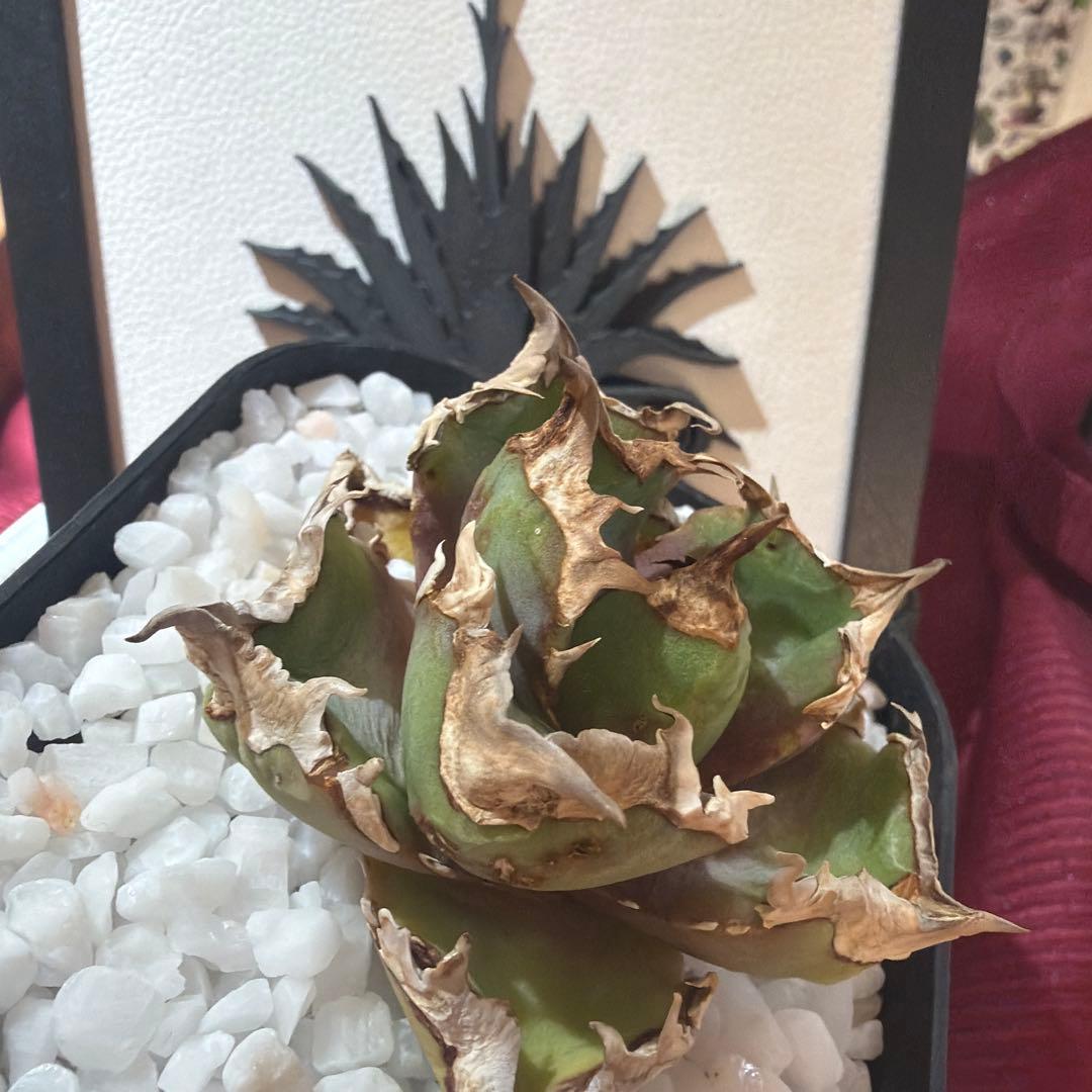 アガベ 清櫻　極上